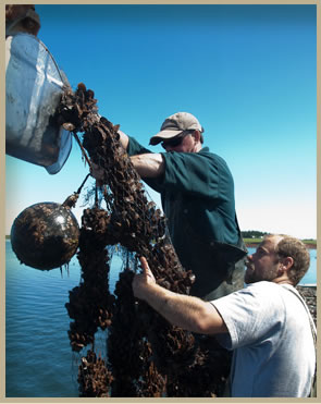 farming pei farms mussels mussel harvesting oysters
